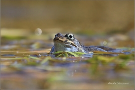 <p>SKOKAN HNĚDÝ ( (Rana temporaria) ---- /Common frofg - Grasfrosch/</p>